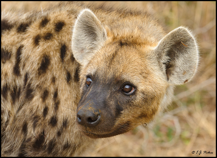 Hyena Pictures